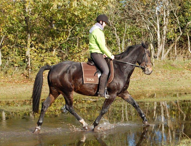 Anden særlig race Kimi billede 8
