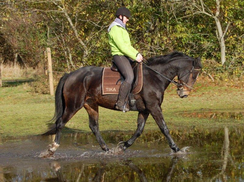 Anden særlig race Kimi billede 9