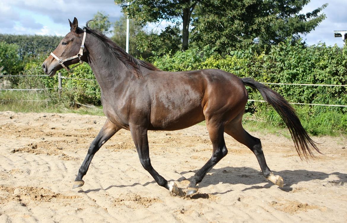 Trakehner Roxette - Første gang jeg var ude at se hende billede 7