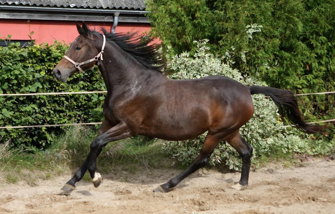 Trakehner Roxette - Første gang jeg var ude at se hende billede 8