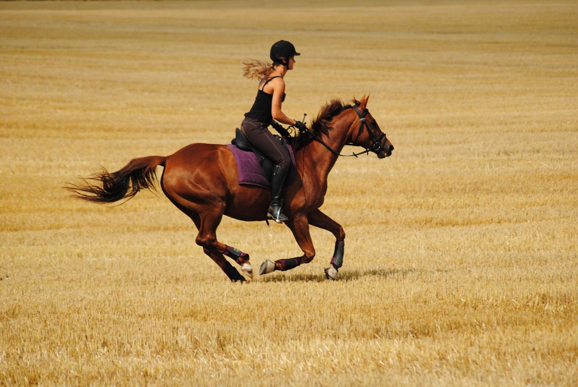Trakehner Catwalk billede 10