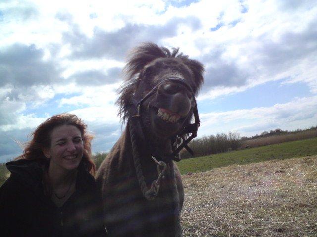 Shetlænder Marley billede 11