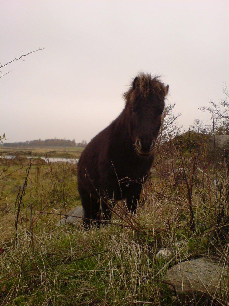 Shetlænder Marley billede 12