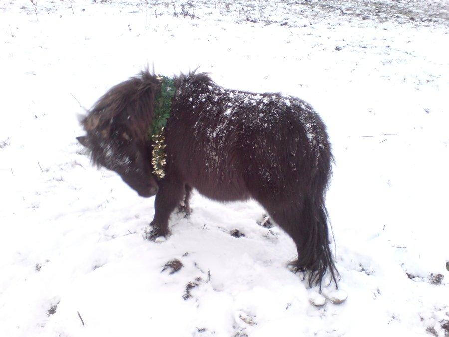 Shetlænder Marley billede 14