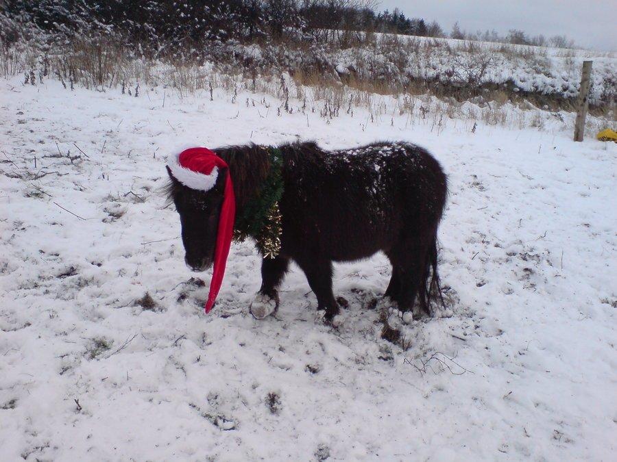 Shetlænder Marley billede 15