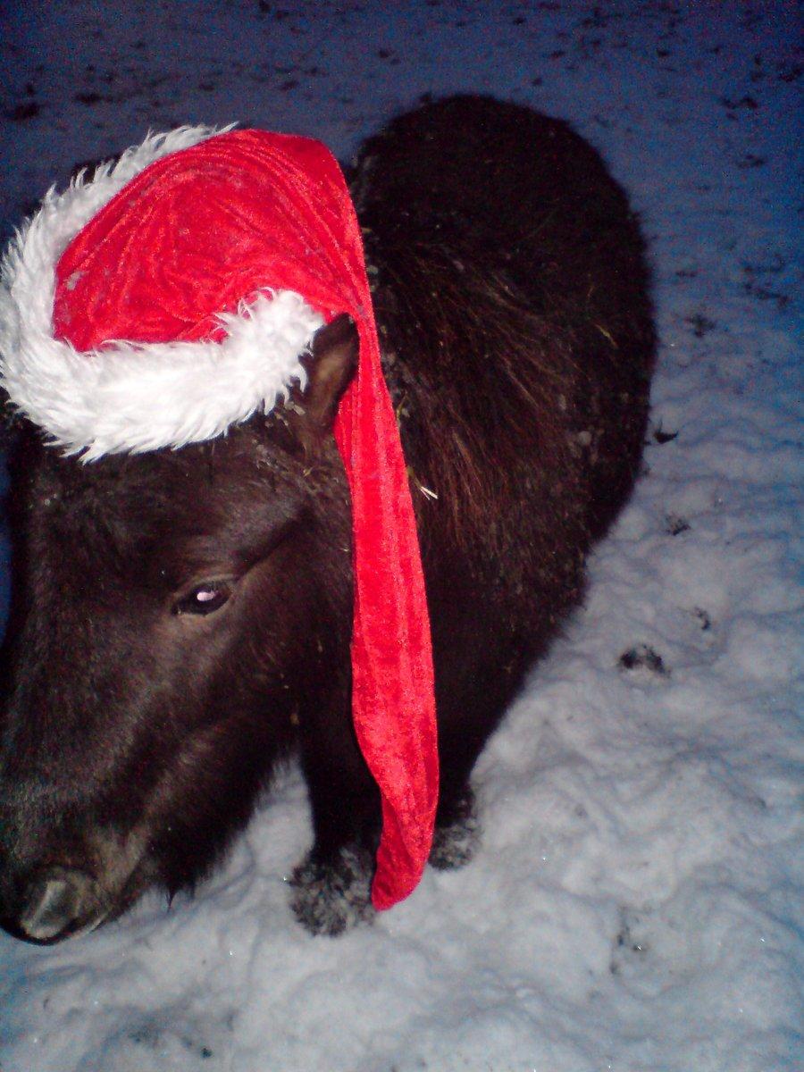 Shetlænder Marley billede 16