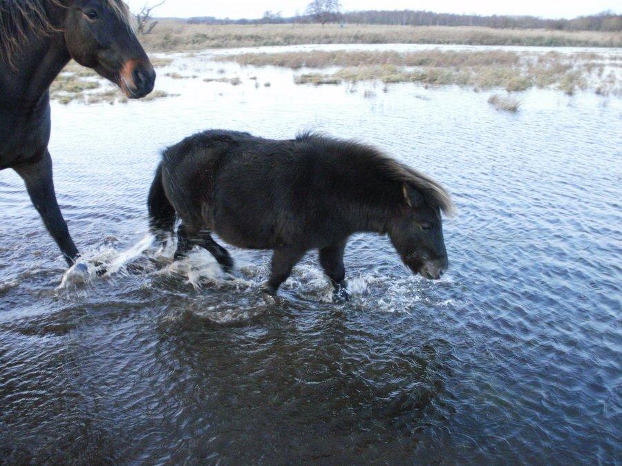 Shetlænder Marley billede 17