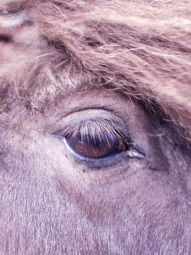 Shetlænder Marley billede 18