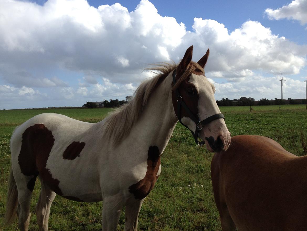 Pinto Aston A Kila billede 1