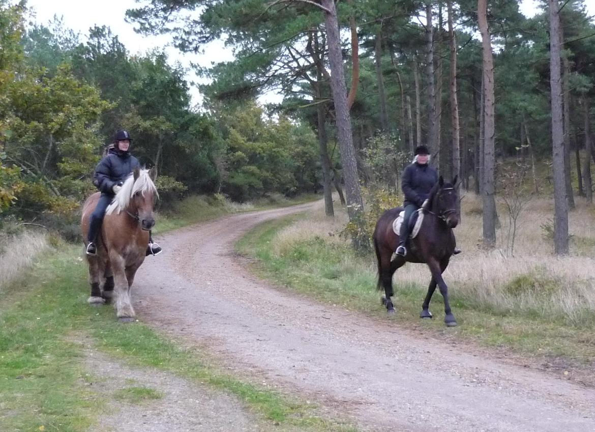 Anden særlig race Nymarks Tristan . - En frisk Tristan i skoven på rømø. Uge 42- 2012. billede 10