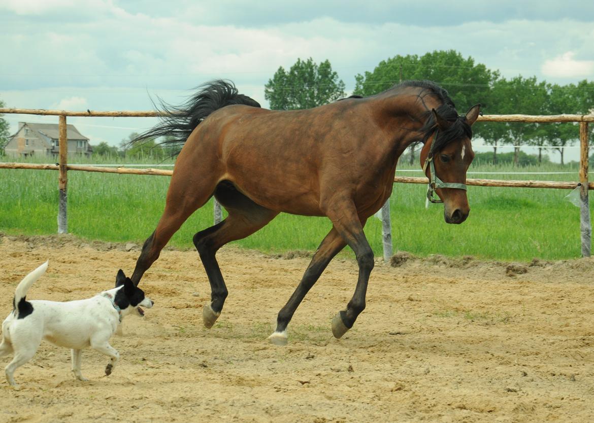 Arabisk fuldblod (OX) Pagana billede 4