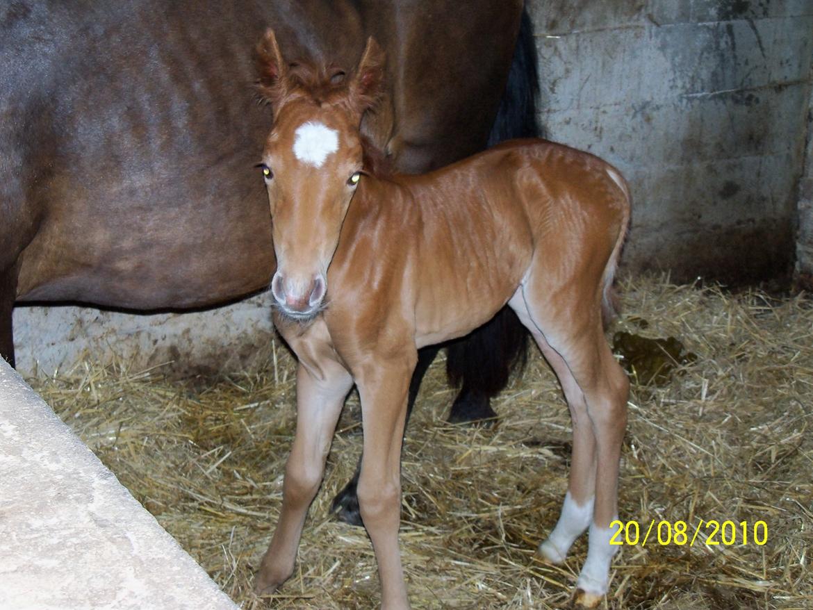 Anden særlig race Bella - Bella et par timer gammel billede 2