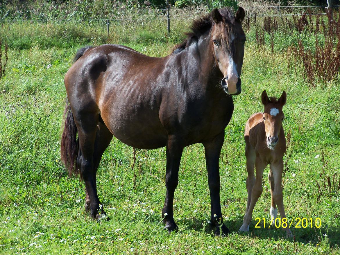 Anden særlig race Bella - Står trygt ved mor. billede 3