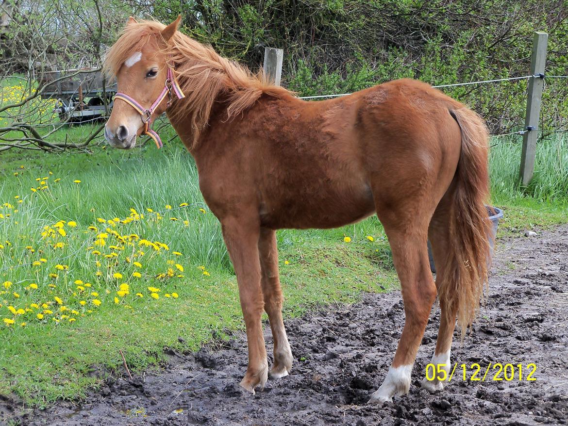 Anden særlig race Bella - Bella næsten 2 år  billede 4