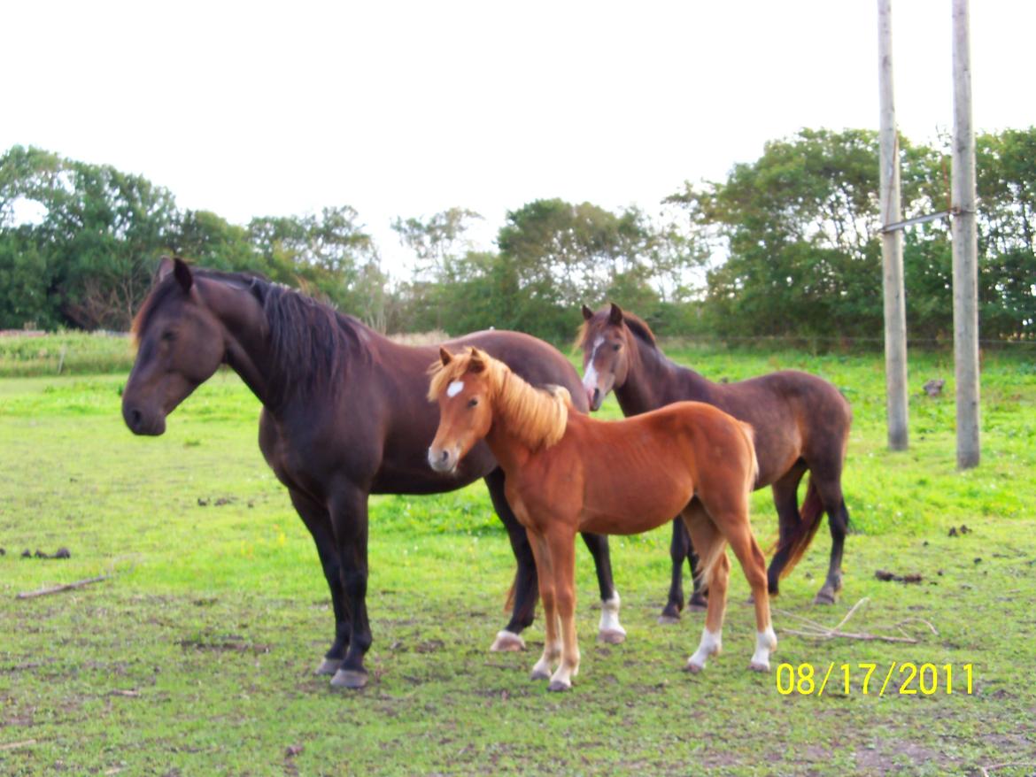 Anden særlig race Bella - Bella 1 år, sammen med far og mor. billede 5