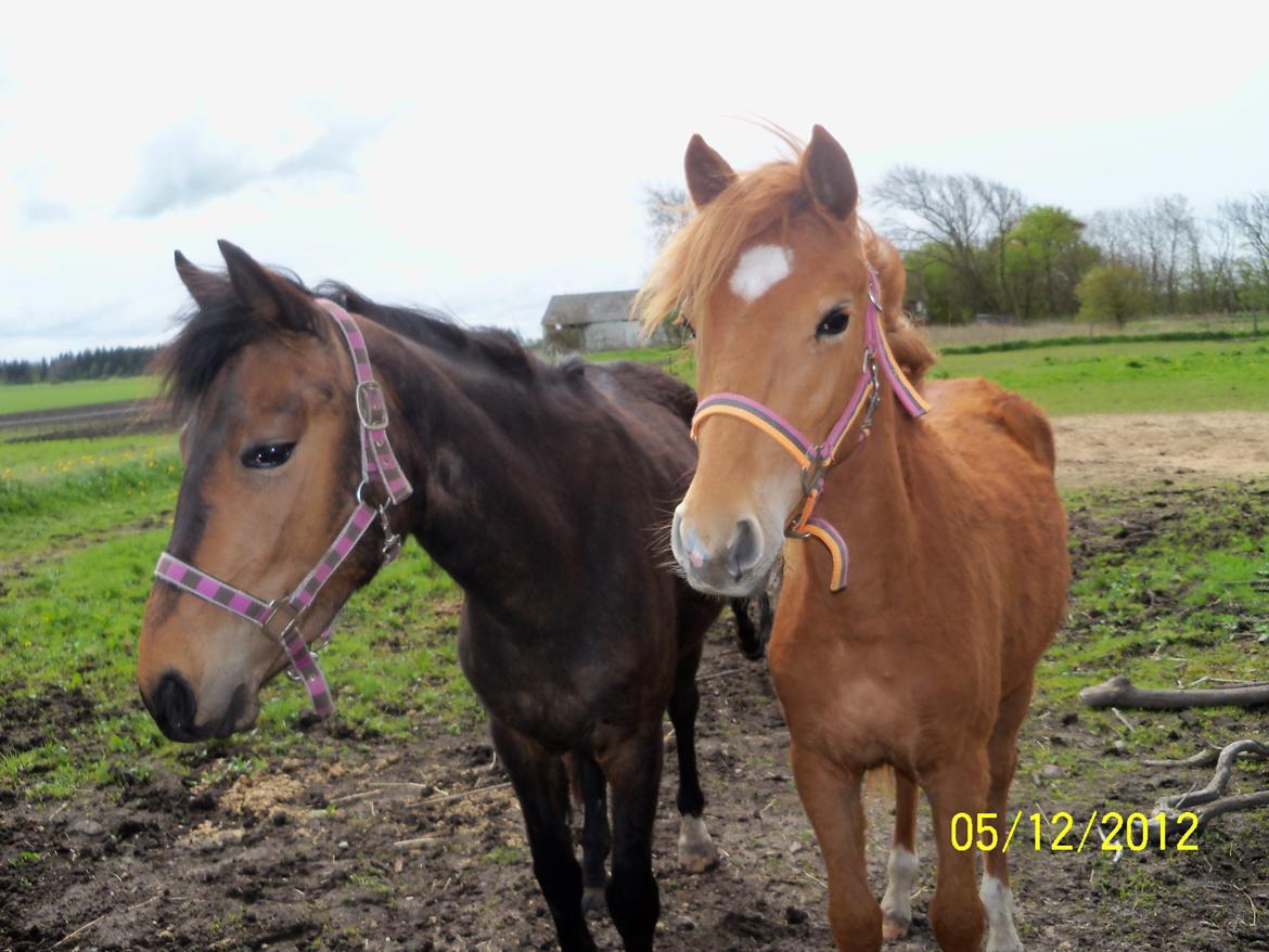 Anden særlig race Bella - Jessie og Bella (søstre) billede 6