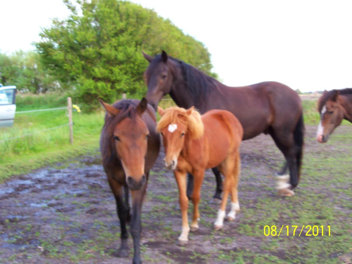 Anden særlig race Bella - Hele famillien billede 7