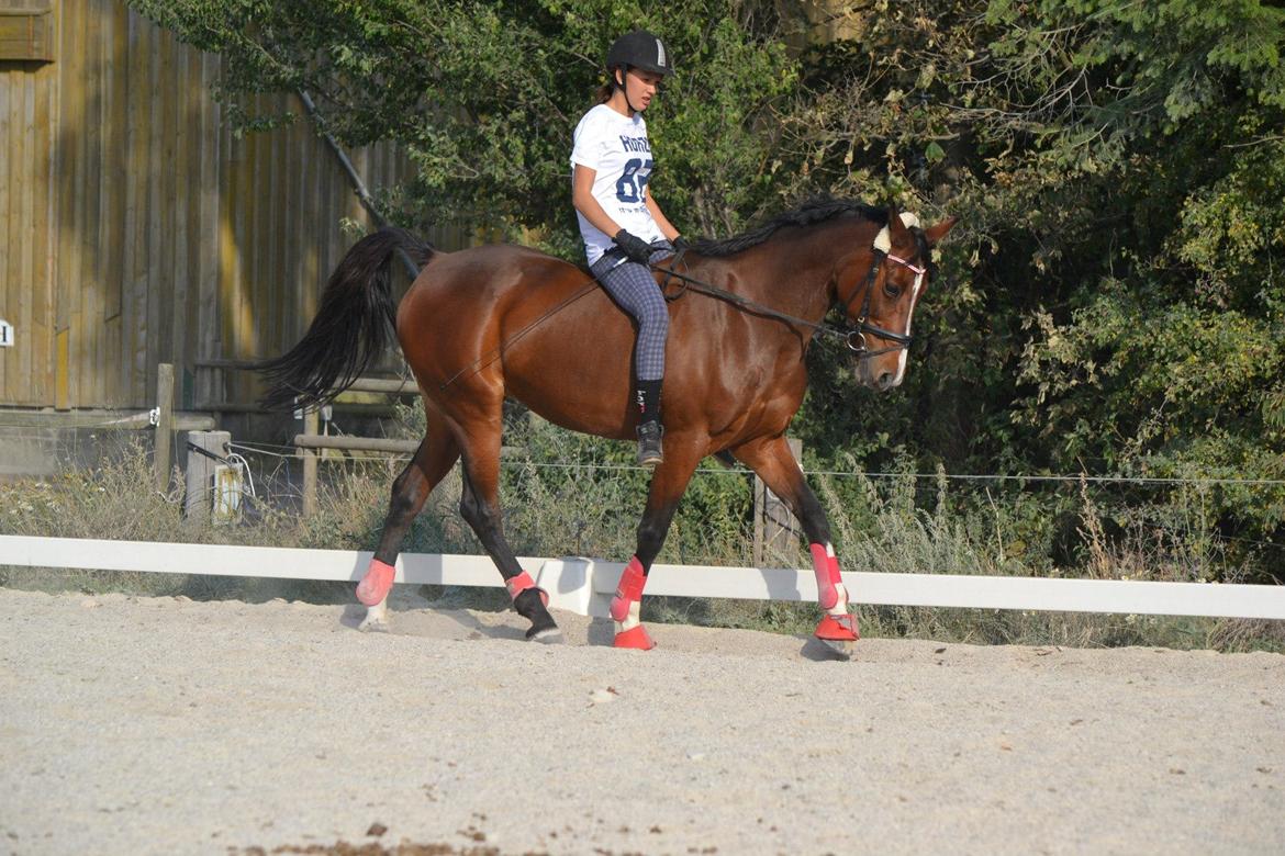 Dansk Varmblod Fantasy  - sep 2012. Parten rider dressur uden sadle og ihh hvor kan hun gå lækkert :D foto: maya billede 16