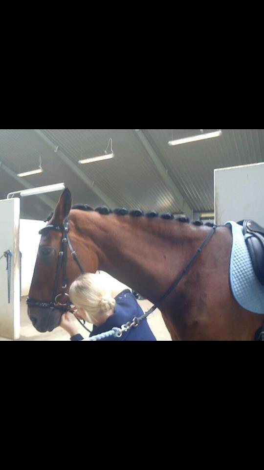 Dansk Varmblod Nykjærs Libelle billede 13