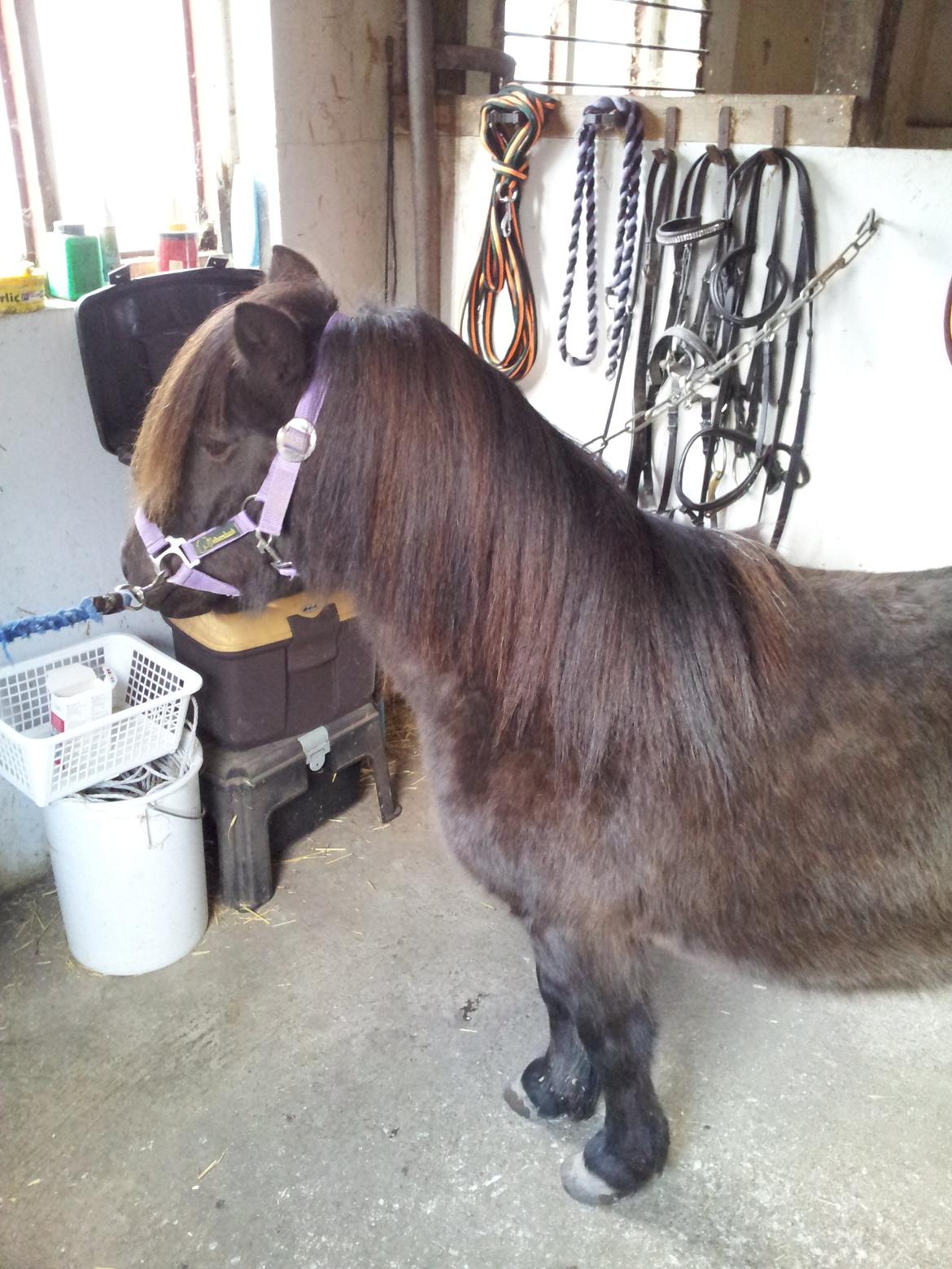 Shetlænder Musla *solgt* billede 2