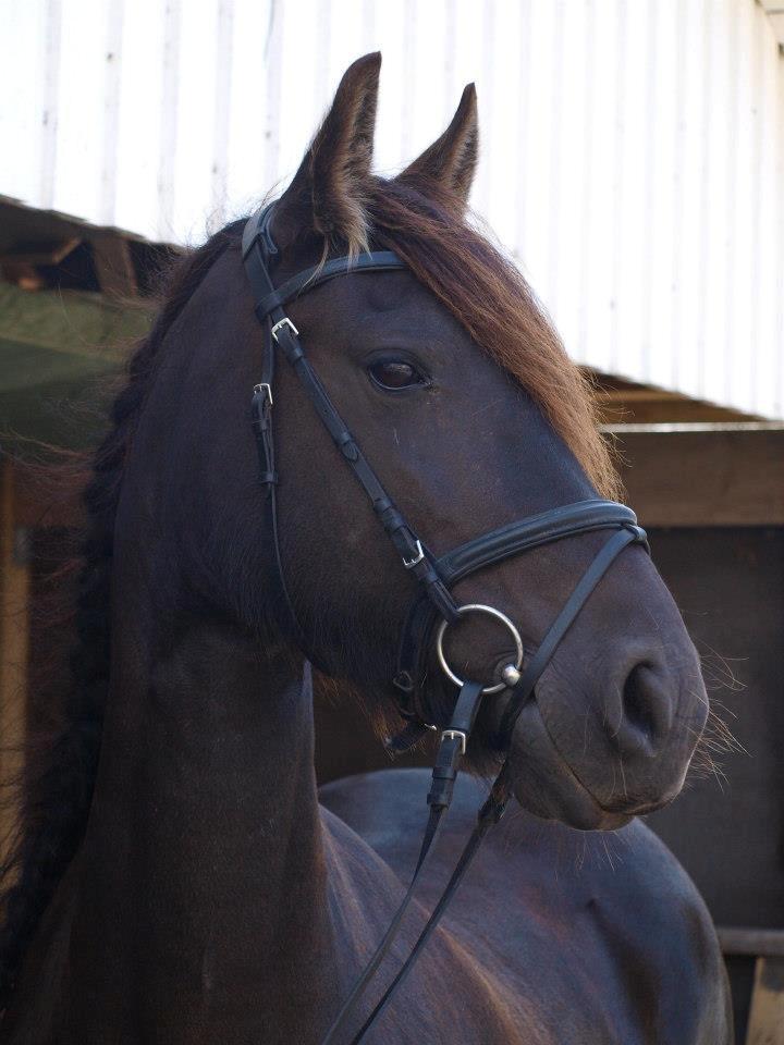 Frieser Goudtsje F - Taget af Annika Løvmose Holm billede 1