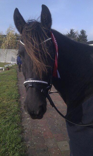 Frieser Goudtsje F - Dejligt stævne i ringsted sportsrideklub <3 d. 3/11-12 billede 3