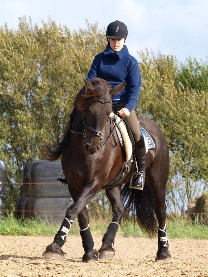 Frieser Goudtsje F - Taget af Annika Løvmose Holm billede 2
