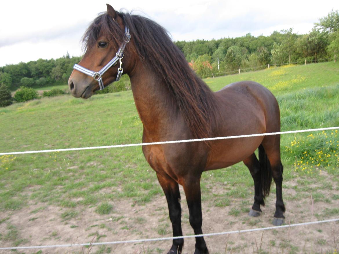 Dartmoor Cayberry Dark Gale - Gale på fold. billede 6