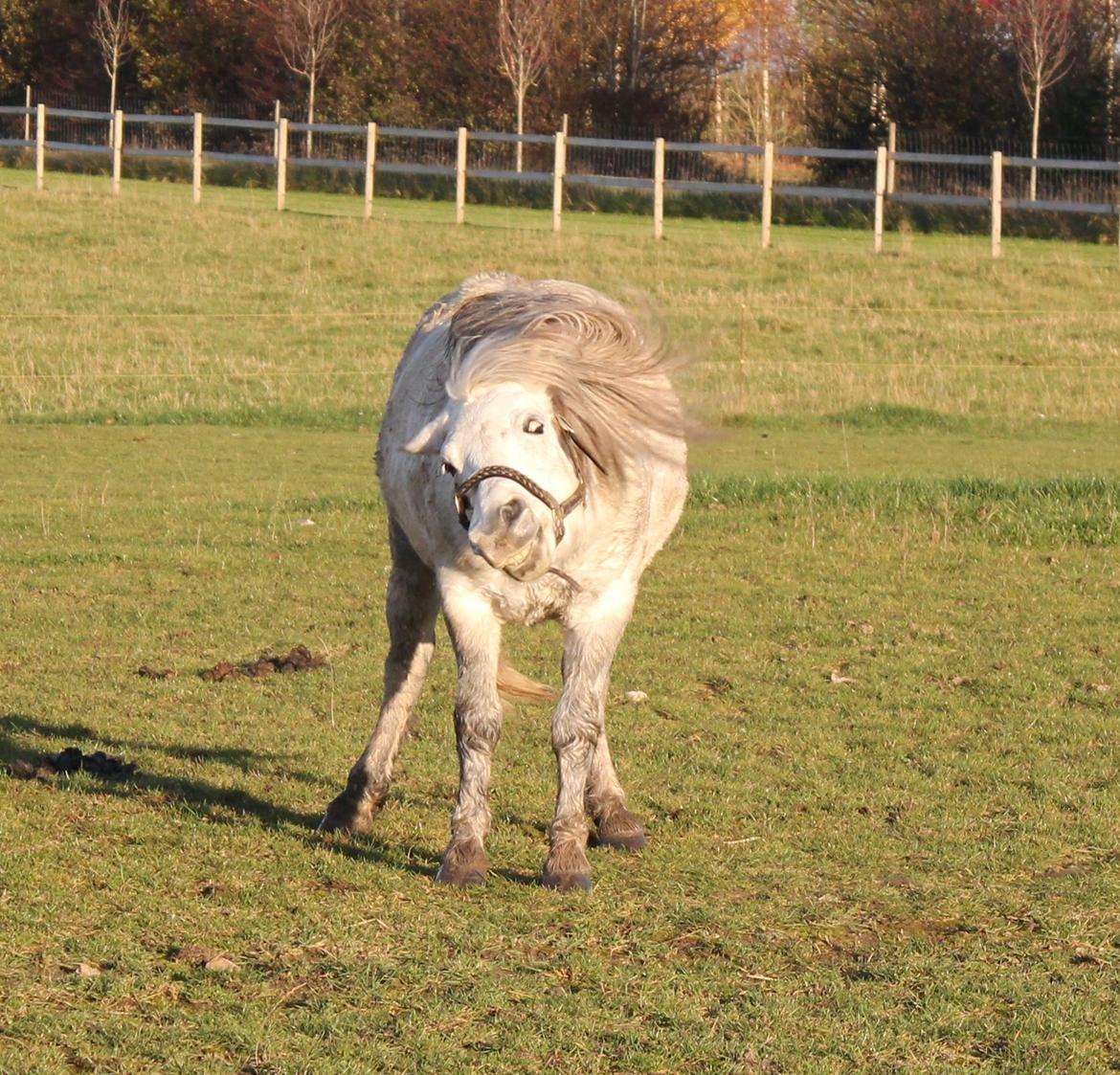 Welsh Mountain (sec A) Tequila - Ahahaha! Er man lidt grim Tille? - Efterår 2012 billede 12