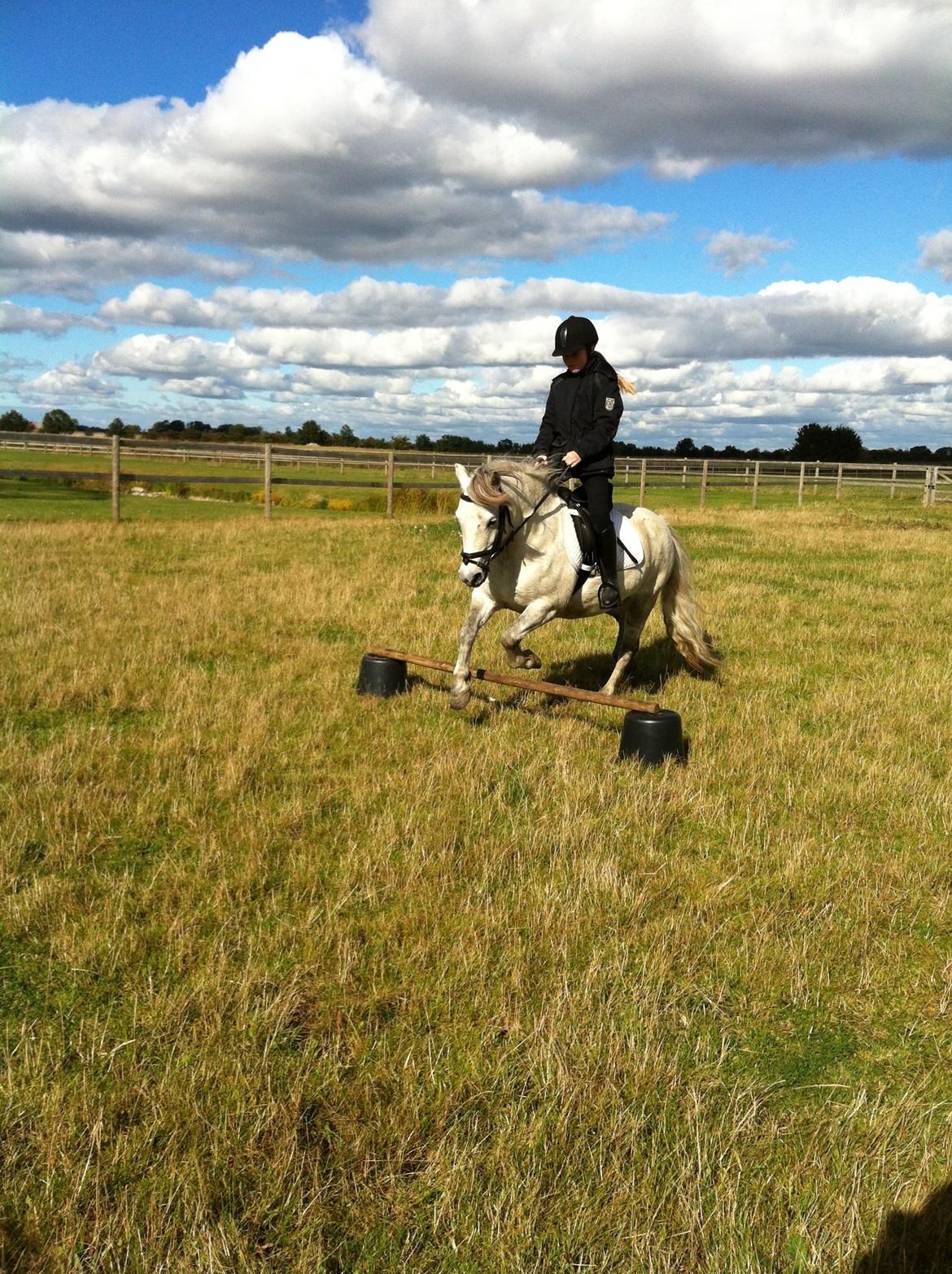 Welsh Mountain (sec A) Tequila - Første gang Line og Tille springer efter 1,5 år. Jeg er en stolt underviser! - Sommer 2012 billede 15