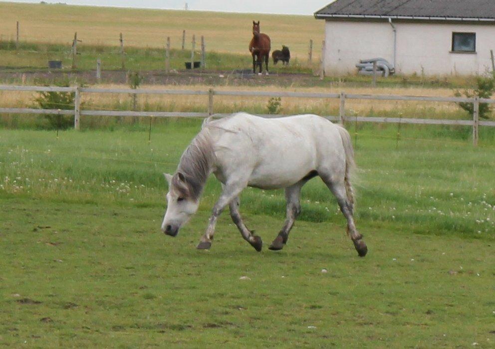 Welsh Mountain (sec A) Tequila - Lækker pony! :O - Sommer 2012 billede 3