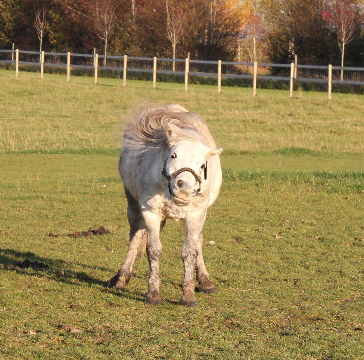 Welsh Mountain (sec A) Tequila - Og igen, lææækker! - Efterår 2012 billede 16