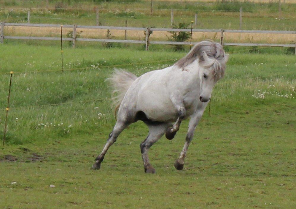 Welsh Mountain (sec A) Tequila - Tille viser sig fra sin vilde side ;-) - Sommer 2012 billede 19