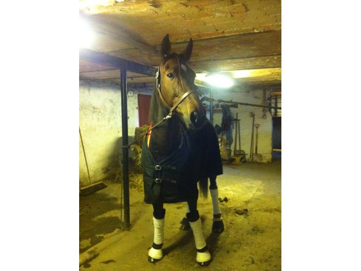 {{currentPhoto.altText}} billede {{currentPhoto.number}}