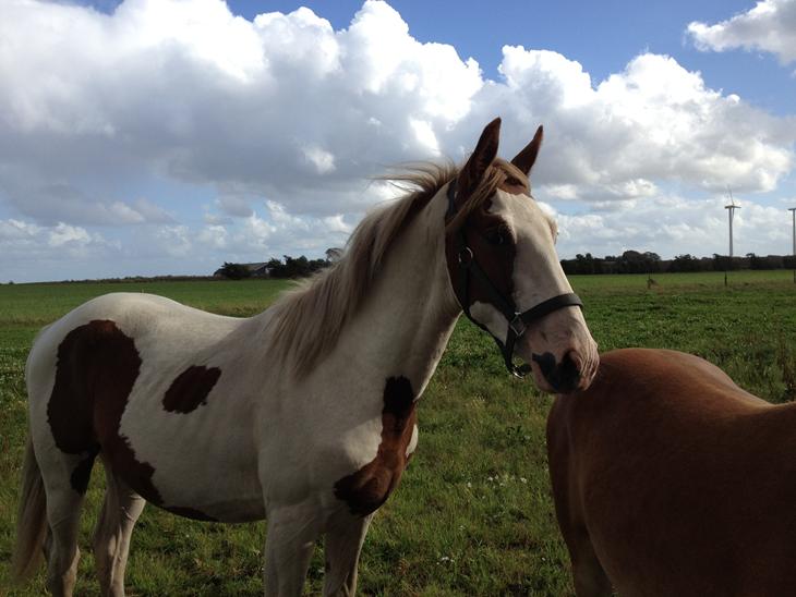 {{currentPhoto.altText}} billede {{currentPhoto.number}}