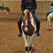 Anden særlig race Mc Queen