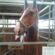 Pinto Heartbreaker <3