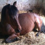 Anden særlig race Hope