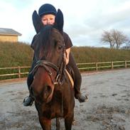 Anden særlig race Molly