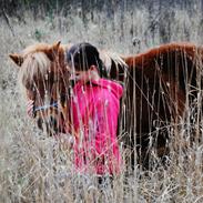 Shetlænder Rosa<3 |Solgt og savnet :')|