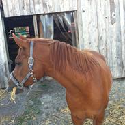 Arabisk fuldblod (OX) Que Vida Koala