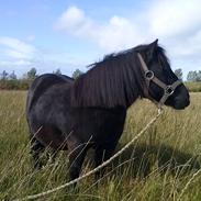 Anden særlig race Mille<3