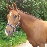 New Forest Elmholts Qüezon SOLGT