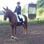 New Forest Elmholts Qüezon SOLGT