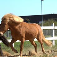 Islænder Frosti Fra Gudromgård