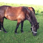 Anden særlig race Beauty [Elevpony]