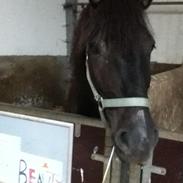 Anden særlig race Beauty [Elevpony]