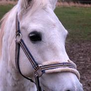 Anden særlig race AP.Tarzan