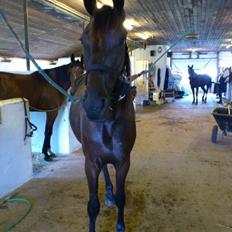 Traver Trendy Simoni ¤Leveret tilbage¤