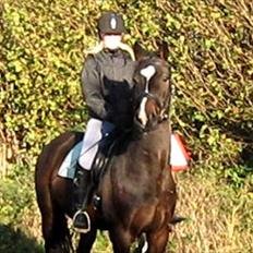 Dansk Varmblod Lertevang's Libra